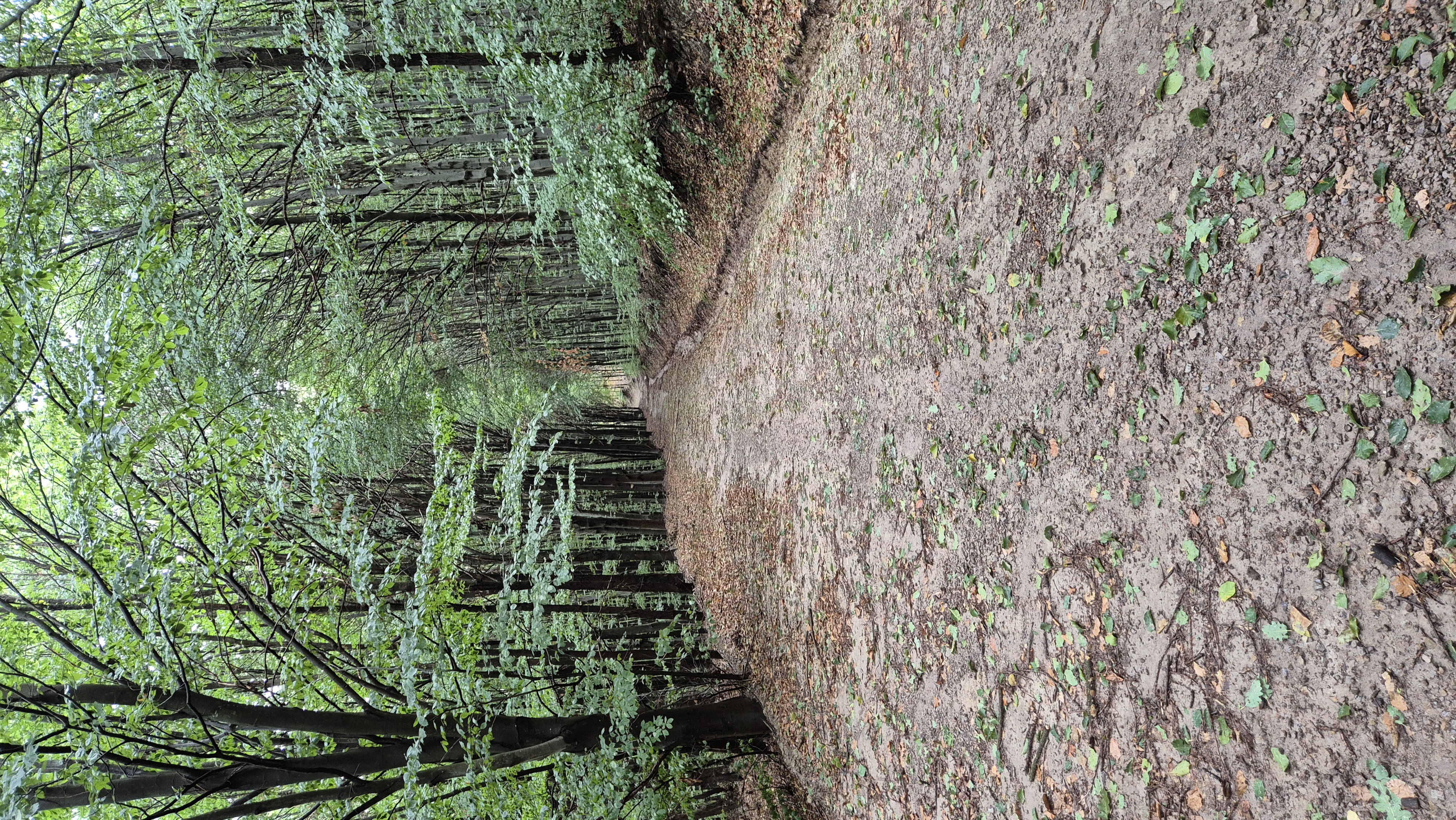 Pálháza – 3. fotó
