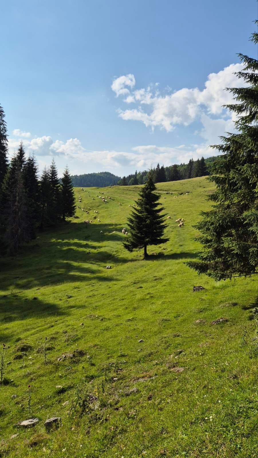 Padis – 8. fotó