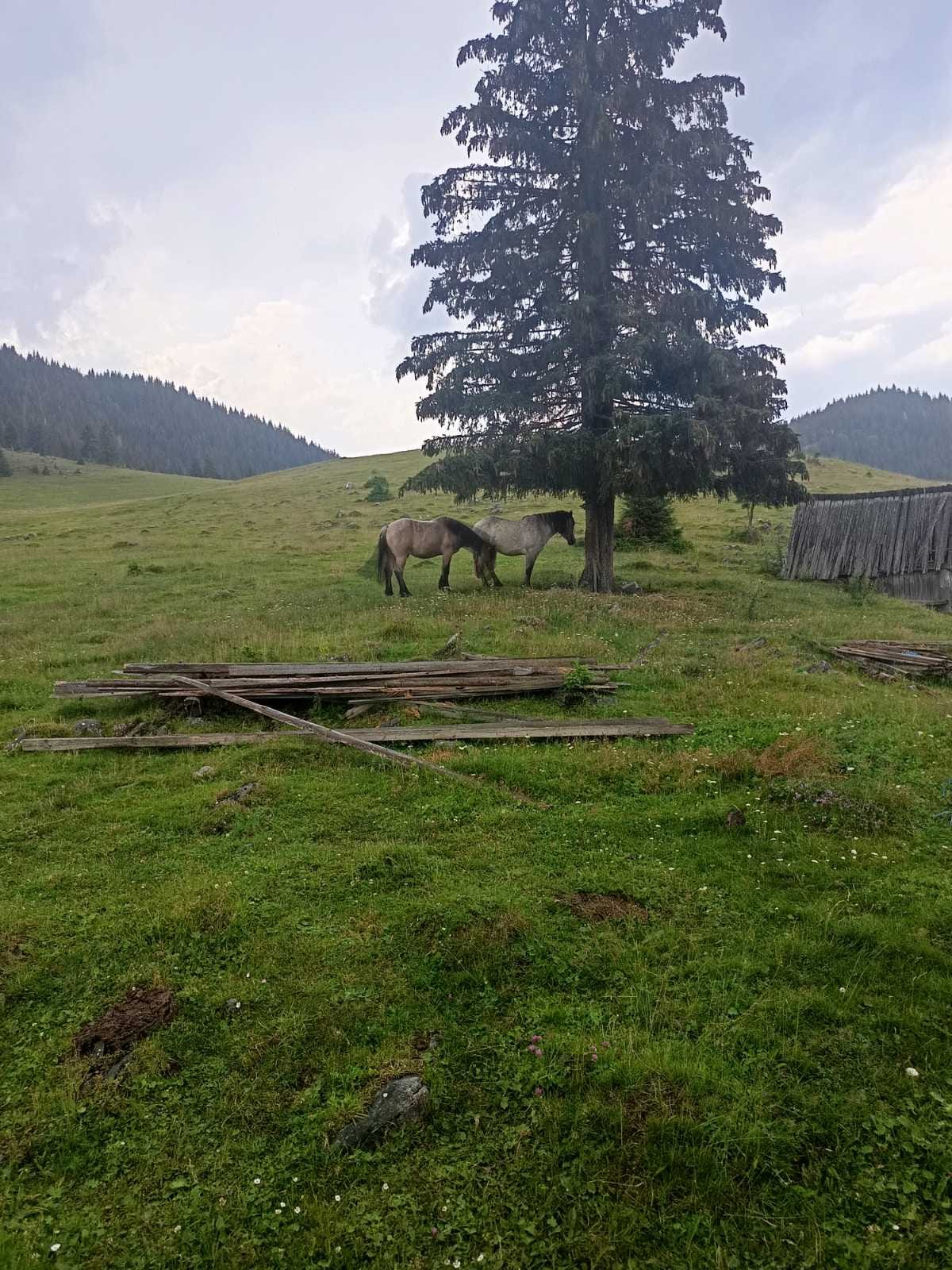 Padis – 39. fotó